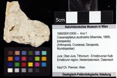 Foto (Objket + Etiketten) von Cracensigillatus acutirostris (Moericke, 1889) 